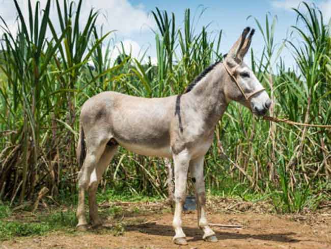 रेत चोरी के मामले में धरे गए 56 गधे, महाराष्ट्र सरकार की कार्रवाई