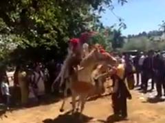 Drugged Horse Throws Sikh Groom Into Canadian Air