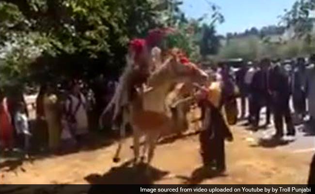 Drugged Horse Throws Sikh Groom Into Canadian Air