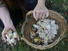 Foraging Craze Clears New Forest of Fungi, Warns Mushroom Expert Foraging Craze Clears New Forest of Fungi, Warns Mushroom Expert