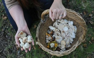 Foraging Craze Clears New Forest of Fungi, Warns Mushroom Expert