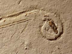 Fossil of a 4-Legged Snake Found in Brazil
