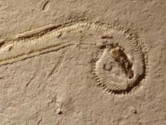 Fossil of a 4-Legged Snake Found in Brazil