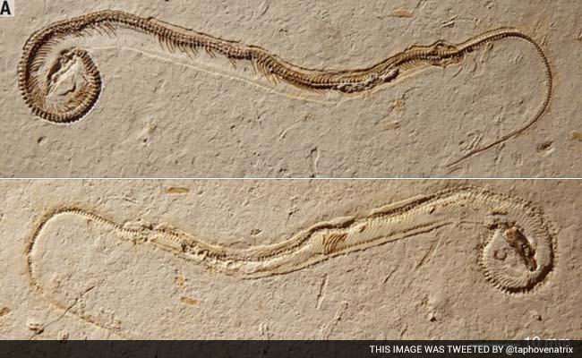 Fossil of a 4-Legged Snake Found in Brazil