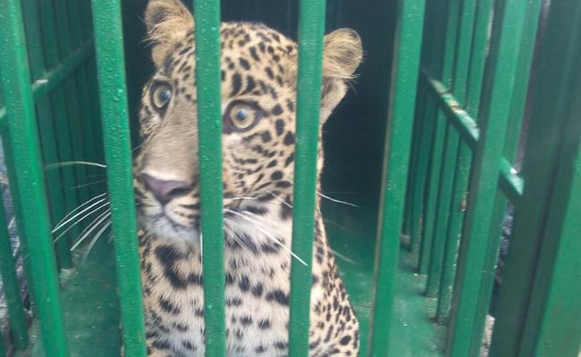 Uttarakhand Man Has Surprise Visitor for 20 Hours: A Leopard