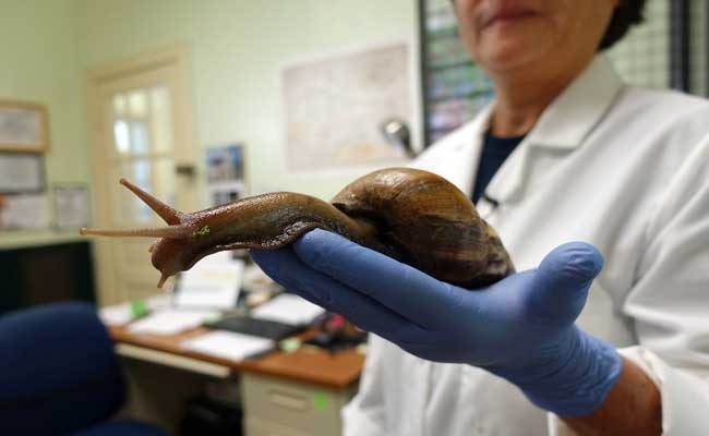 Florida's Giant Snails Prove to be a Slippery Foe