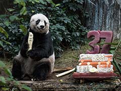 Hong Kong Giant Panda Jia Jia Becomes Oldest Ever