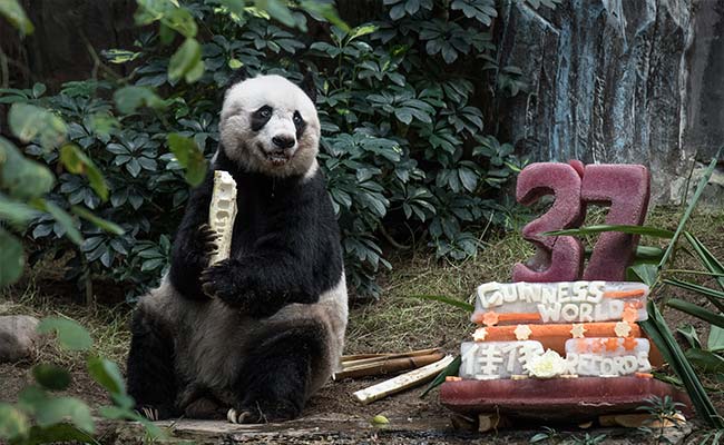 Hong Kong Giant Panda Jia Jia Becomes Oldest Ever