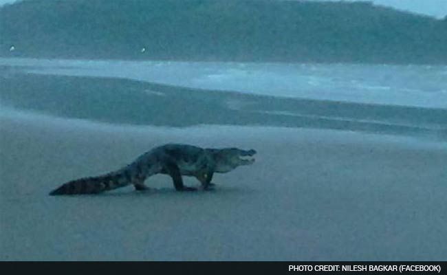 Crocodile No 2 Found on Goa Beach, But This One Was Dead