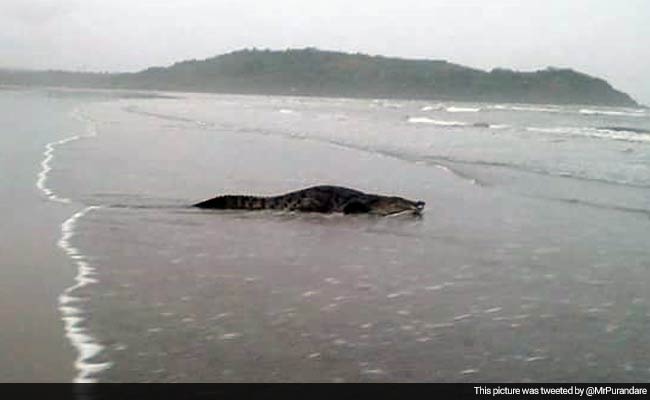 Goa Confirms Crocodile Sighting on Beach