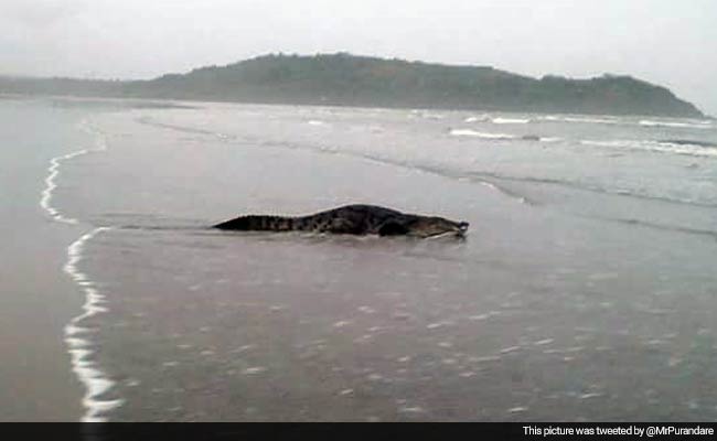 'Tourism Rival' Blamed for Croc on Goa Beach. Seriously.