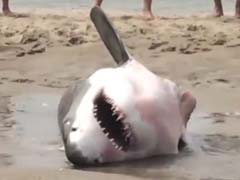Great White Shark Rescue on Cape Cod Beach Goes Viral