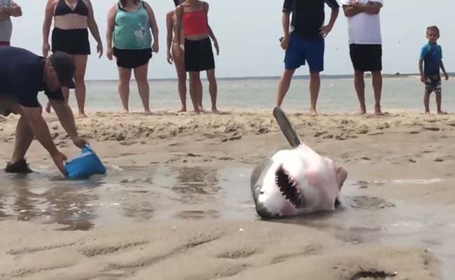 Great White Shark Rescue on Cape Cod Beach Goes Viral