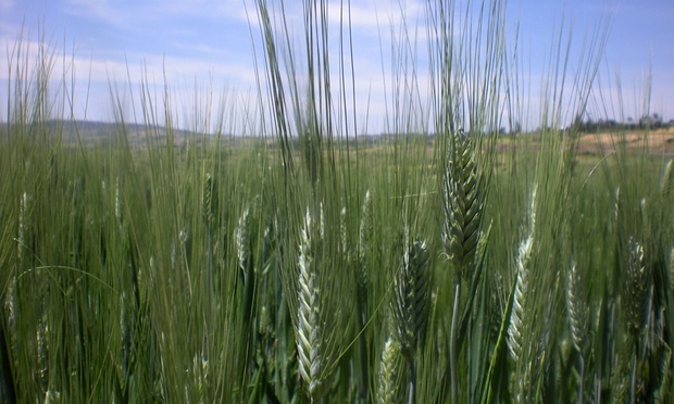 We Need to Grow 50% More Food: World Bank's Head of Agriculture Calls for Climate-Smart Farming