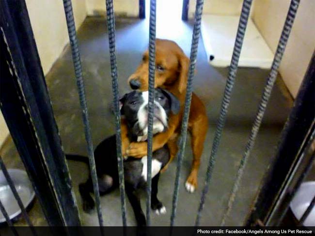 Facebook Just Helped These Dogs Hugging Each Other. Here's How