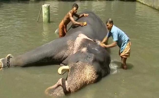 Body Scrubs to Indulgent Diets, 40 Elephants to Get Special Treatment in Kerala