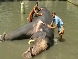 Body Scrubs to Indulgent Diets, 40 Elephants to Get Special Treatment in Kerala Body Scrubs to Indulgent Diets, 40 Elephants to Get Special Treatment in Kerala