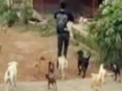 Activists Call for Kerala Boycott as Government Refuses to Stop Culling of Street Dogs