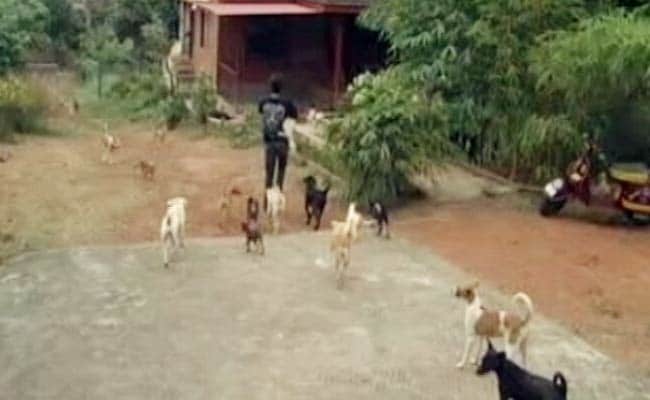 झारखंड के कोडरमा जिले में कुत्तों ने 12 साल की लड़की को मार डाला