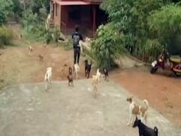 झारखंड के कोडरमा जिले में कुत्तों ने 12 साल की लड़की को मार डाला झारखंड के कोडरमा जिले में कुत्तों ने 12 साल की लड़की को मार डाला