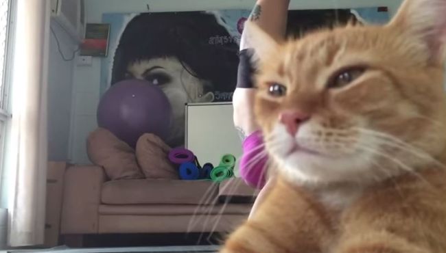 Going Viral: This Kitty Just Isn't Impressed With Its Human's Headstand