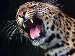 Leopard Injures 3 in Odisha Town