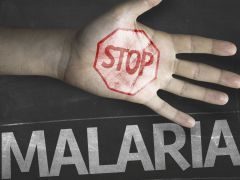 Strengthen Efforts To Eliminate Malaria By 2030: WHO Strengthen Efforts To Eliminate Malaria By 2030: WHO