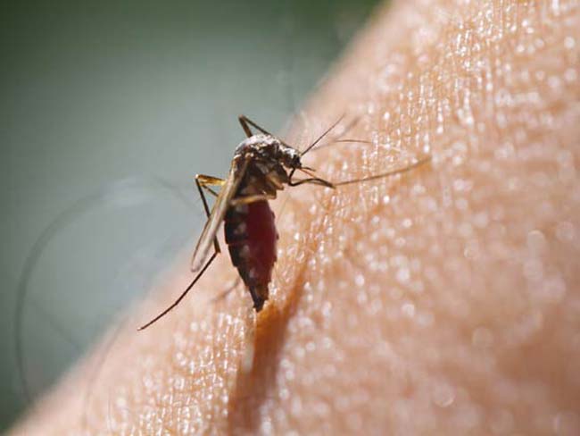 'Self-Sabotage' Prevents Immune Protection Against Malaria