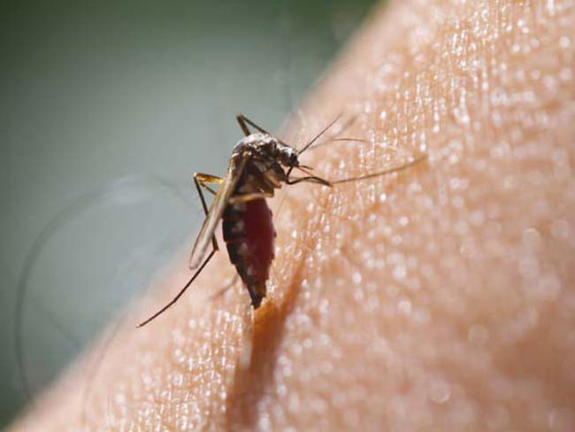 mosquitoes malaria dengue