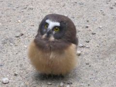 Baby Owl is Social Media's New Hero For Standing up to Cop