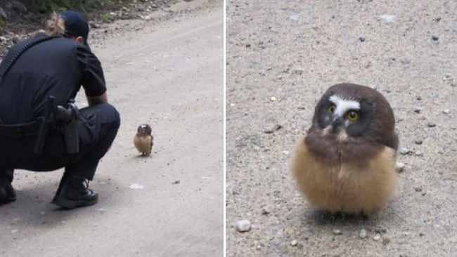 Baby Owl is Social Media's New Hero For Standing up to Cop