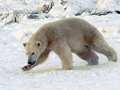 Russian Scientists Are 'Besieged' By Polar Bears At A Remote Arctic Post
