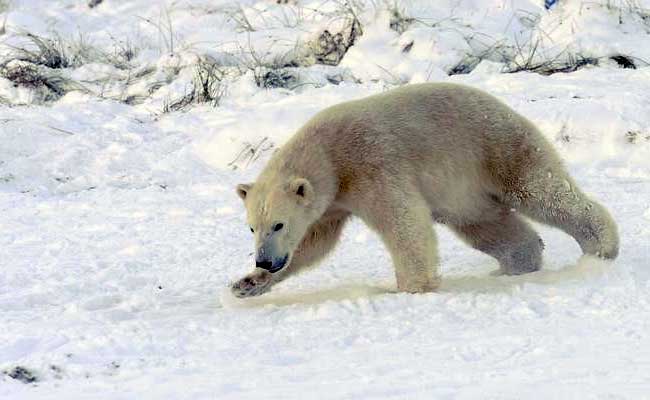 'Annihilation' Of Earth's Species Underway: Study
