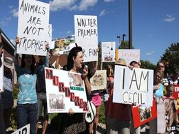 Did Nothing Wrong, Says Hunter of Cecil the Lion Did Nothing Wrong, Says Hunter of Cecil the Lion