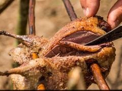 Campfire Cooking: Roasts on a Stick Campfire Cooking: Roasts on a Stick