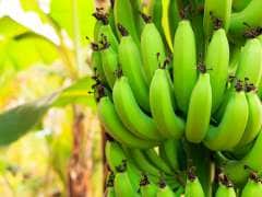 7 Amazing Green Banana Benefits You May Not Have Known