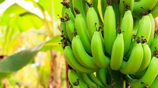 Robusta Banana Benefits Malayalam