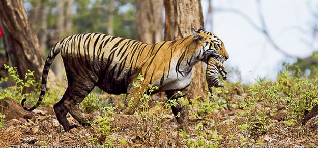 अब जमीन के लिए बाघों के बीच झगड़े, महाराष्ट्र सरकार चिंतित