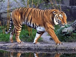 Over 40 Tigers Died In Various Zoos In India In 2015-16: Centre Over 40 Tigers Died In Various Zoos In India In 2015-16: Centre
