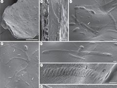 50 Million Year Old Sperm Found in Antarctica: Report