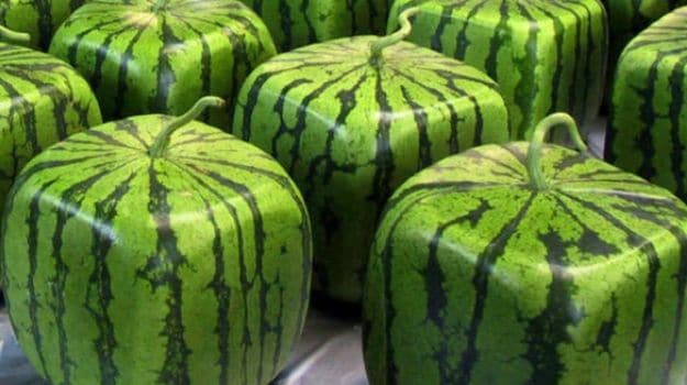 Are There Square Watermelons In Japan