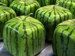 Pricey Produce: Cube & Heart Shaped Watermelons in Japan Pricey Produce: Cube & Heart Shaped Watermelons in Japan