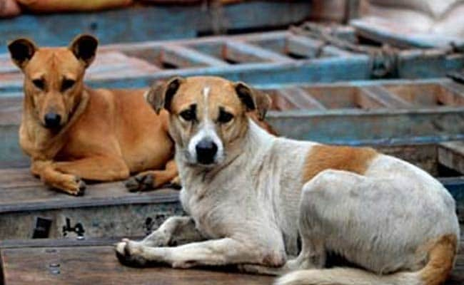 Dog Seen Roaming AIn Patient Ward Of Madhya Pradesh Hospital