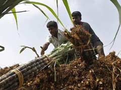 गन्ना किसानों को संकट से उबारने के लिए 8000 करोड़ के पैकेज की तैयारी