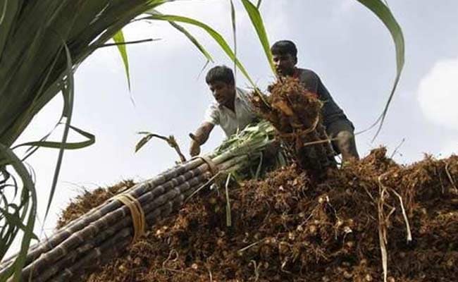 Protesting Sugarcane Farmers Lathi-Charged in Maharashtra's Solapur