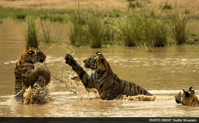 On World Tiger Day, Think About This, India