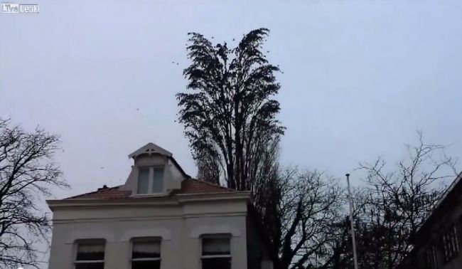 Trending on YouTube: Seen a Tree Like This Before?