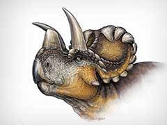 New Dinosaur With 'Halo' of Horns Found in Canada