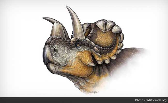 New Dinosaur With 'Halo' of Horns Found in Canada