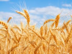 India Decides to Introduce Import Duty on Wheat to Curb Overseas Purchases India Decides to Introduce Import Duty on Wheat to Curb Overseas Purchases